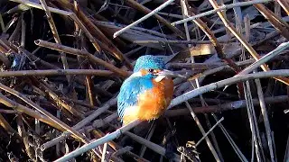 カワセミ調布地区お父さん 2026年1月25日 #カワセミ #野鳥 #birds #wildlife #nature #自然観察ぶらり散歩