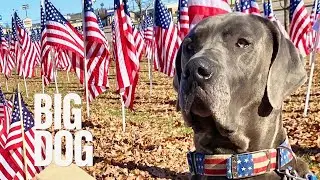 Big dog receives top award for helping service members