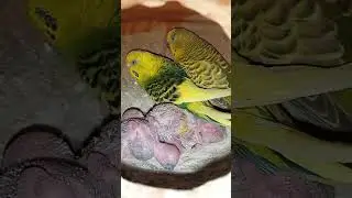 Expert Tips for Building a Stunning Bird Aviary at Homey
