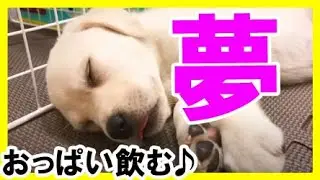 おっぱい飲む夢 かわいい子犬ベル ラブラドールレトリバー 大型犬