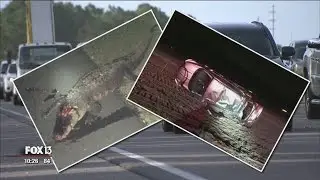 Car hits alligator on I-75, flips multiple times
