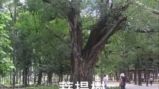 德國民謠      Der Lindenbaum     舒伯特名曲     菩提樹        朱慧珍