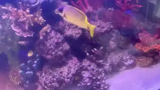 The main reason your fish tank smells!