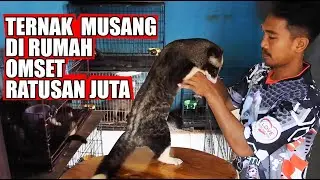 TERNAK MUSANG UNTUNG RATUSAN JUTA, SEKALI PANEN ANAKANYA SEEKOR SEHARGA NMAX 1