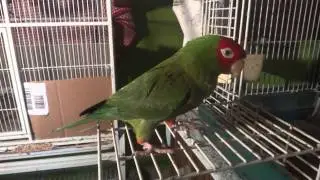 Female Cherry Head Conure Talking (Sweet Heart)