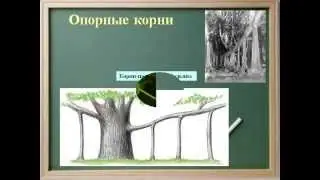 Корень. Строение и функции.AVI
