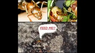 Formica Perpilosa Ant colony, Feeding Time!