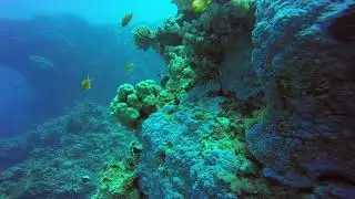 Fixed camera on coral reef
