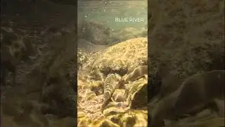Desert Sucker are native to the Great Basin and Colorado River Basin #coloradoriver #nativefish
