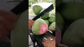 pink coconut ||Nature's healthy drink||Tv2 News Exclusive ||Tv2 live ||tv2 shorts