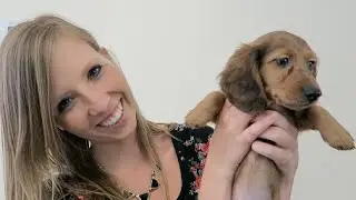Playing With Cute Puppies