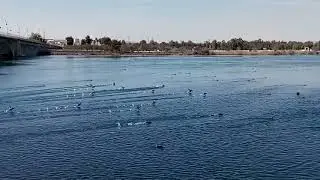 Şanlıurfa/Birecik &hearts;️Fırat Nehri&hearts;️