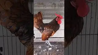 Sebright Rooster chicken 🐓🐓🐓🐓