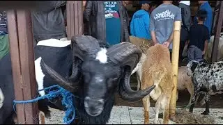 AHUSEN 68 DOMBA CHANNEL live Pasar domba Padalarang (271225)
