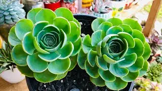 TOP 1O SUCULENTAS que AMAM ÁGUA/ SUCULENTAS que necessitam de mais REGAS para ficarem LINDAS.