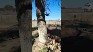 02-05-2026, letting a fox free from a live trap