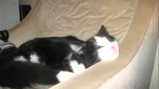 Tribute to Moe the Cat