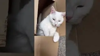 Ready to move: #casper #deafcat #cats #whitecat