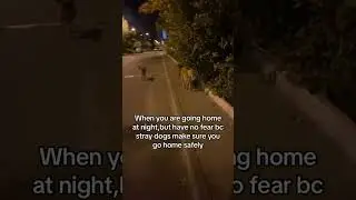 Stray dogs walk person home at night!