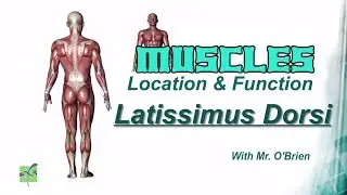 Latissimus dorsi: Muscles Location & Function
