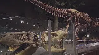 Explore Big Sky Country history at the Montana Dinosaur Trail