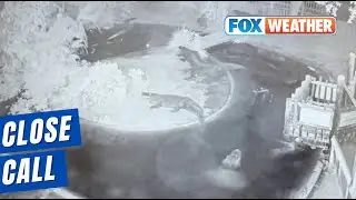 Watch: Tree Crashes Into Alligator Lagoon In Florida