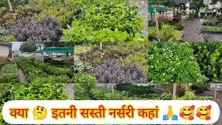 क्या 🤔 इतनी सस्ती नर्सरी कहां ?🥰🥰🥰🥰 Where is Chipset price Nursery?