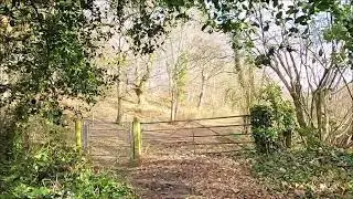 Virtual Walk - Apse Heath Crossroads To Ninham Farm - Isle Of Wight - February 2022 | kittikoko #iow