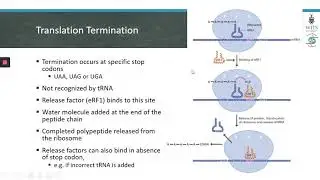 Translation Elongation and Termination