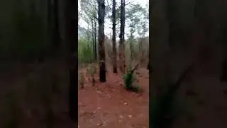 margalla forest#yt shorts #khubsorat nazary#trending #nature #viral #travel #beautiful #automobile #