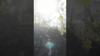 4k Stock Footage | Sunlight through Leaves | No Copyright Video | free stock footage 2021
