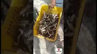 Mix IMC Fish Seed (Rohu Catla Grass) 🐟🐟🐟....