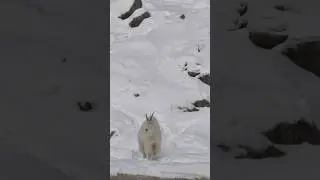 Have You Ever Seen Canadian Mountain Goat This Close? #trending #new #animals #nature #shortvideo