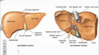 Accessory Organs