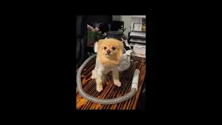 *Honest Review of the Dog Grooming Vacuum clippers**