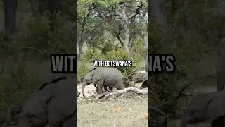 Botswana Threatens To Send 20K Elephants To Germany