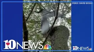 Tree smokes after being struck by intense lightning in Philadelphia, TN