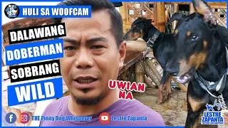 WOOFCAM: Pinoy Dog Whisperer at dalawang Doberman Pinschers maghaharap