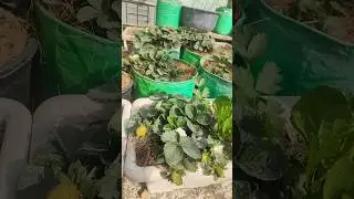 Healthy Strawberry Plant for Home Garden 🍓 | Easy to Grow | Available for Sale #urbangardening