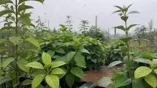 Rain Sounds for Insomnia Relief &ndash; Calm Thunder and Rain on Roof at Night