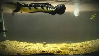 Maru Borneo 🤗😃