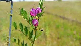 Common Vetch: A Bountiful Garden of Delights, where Nature's Gifts are Abundant!