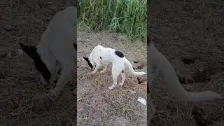 Dog Smelling Snake 🐍🐍🐍🐍🐍🐍🐍