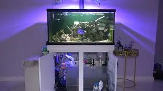 Salt Water aquarium / Reef tank Hobby - Fish tank Reef