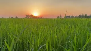Ambient Relaxing With Rice Field View. 
