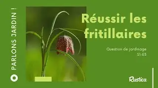Réussir la culture des fritillaires ?