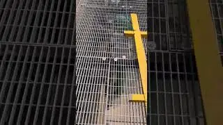 Steel grating installation effect--perfect---manufactured by Hebei Kuojiu Metal  Co., Ltd. #steel