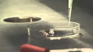 IVF 101