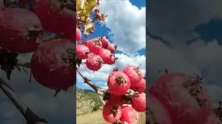 Daha Senden Gayrı Aşık mı Yoktur... #sivas #sivast&uuml;rk&uuml;leri #kangal #nesimi #nesimi&ccedil;imen #sarız