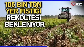 Adana'da 105 Bin Ton Yer Fıstığı Rekoltesi Bekleniyor
